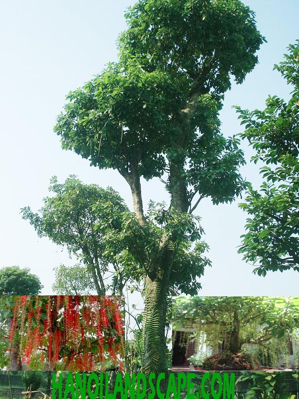 Cây Lộc vừng (Barringtonia acutangula)