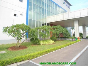 Cây xanh – Công ty TNHH Điện tử Meiko Việt Nam